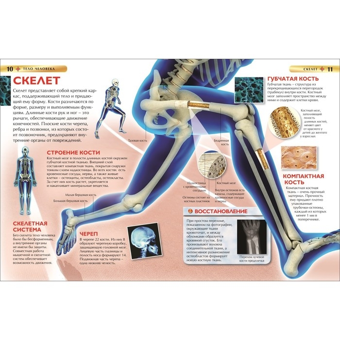 Детская энциклопедия «Тело человека» Детская энциклопедия «Тело человека»