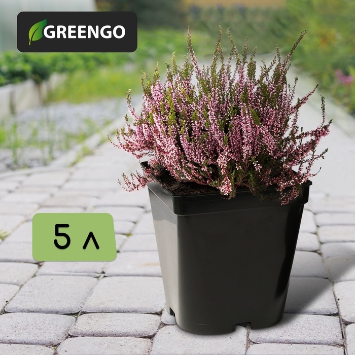 Горшок для рассады, 5 л, d = 18,5 см, h = 20 см, чёрный, Greengo Горшок для рассады, 5 л, d = 18,5 см, h = 20 см, чёрный, Greengo