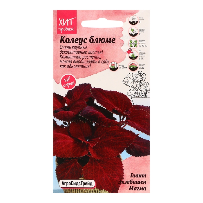Семена цветов Колеус блюме  Семена цветов Колеус блюме "Гиант Экзебишен Магма", 10 шт