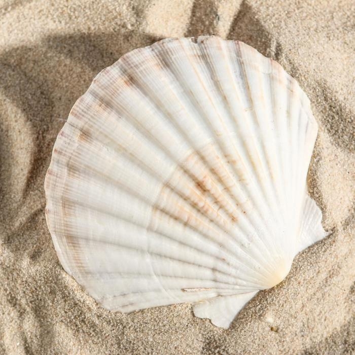 Ракушка декоративная Гребешок, 10-12 см Ракушка декоративная Гребешок, 10-12 см