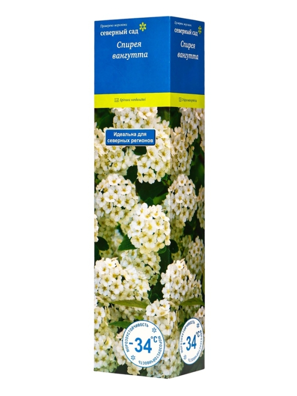Спирея Вангутта (Серия Северный сад), саженец, туба, 1 шт. Спирея Вангутта (Серия Северный сад), саженец, туба, 1 шт.