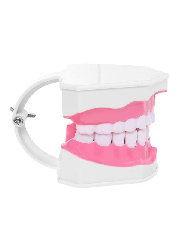 Набор для опытов «Анатомия», челюсть человека Набор для опытов «Анатомия», челюсть человека