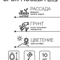 Семена цветов Катарантус Пацифика  "Бургунди" 10 шт Семена цветов Катарантус Пацифика  "Бургунди" 10 шт