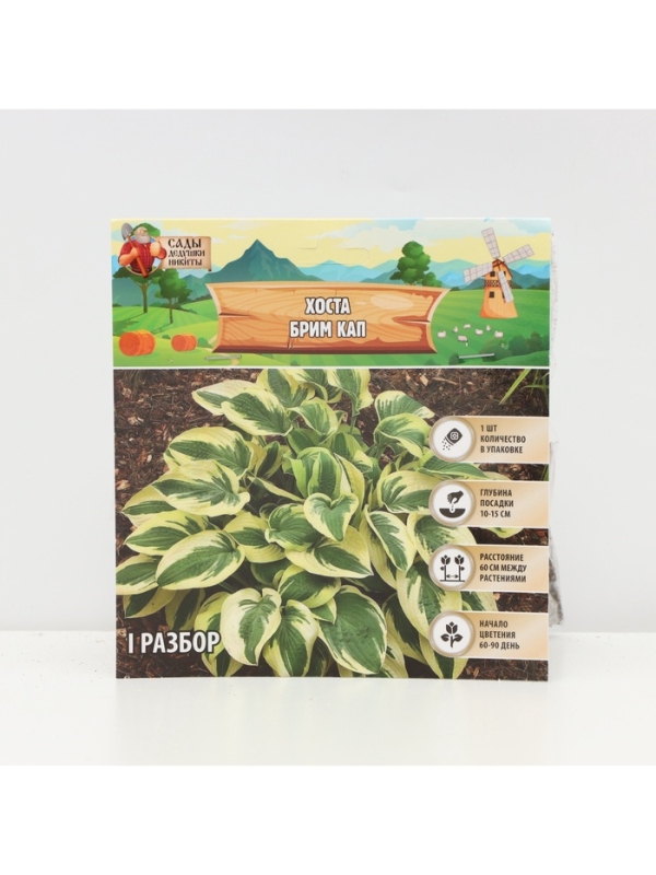 Хоста «Брим Кап», корневище в пакете с торфогрунтом, р-р I, 1 шт.