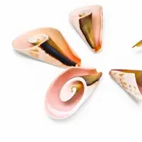 Набор ракушек декоративных, длина 4 см, 5 шт.