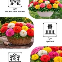 Семена цветов Цинния &laquo;Калифорнийские гиганты&raquo;, смесь, 0.2 г, &laquo;Рецепты дедушки Никиты&raquo;