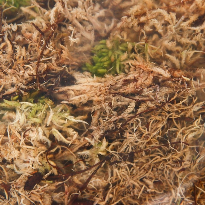 Мох сфагнум для террариумов "Рецепты дедушки Никиты" 1 л