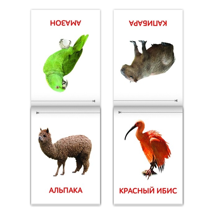 Книги набор «Карточки Домана. Животные материков», 6 шт. по 20 стр. Книги набор «Карточки Домана. Животные материков», 6 шт. по 20 стр.