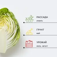Семена Капуста цветная &laquo;Винсон&raquo;, F1, 10 шт., &laquo;Семена Алтая&raquo; селекция Seminis