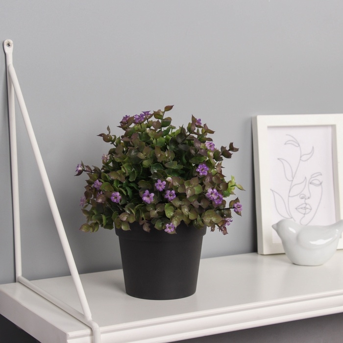 Бонсай в горшке Бонсай в горшке "Фиалка мини с зеленью галант" 18х10 см, микс