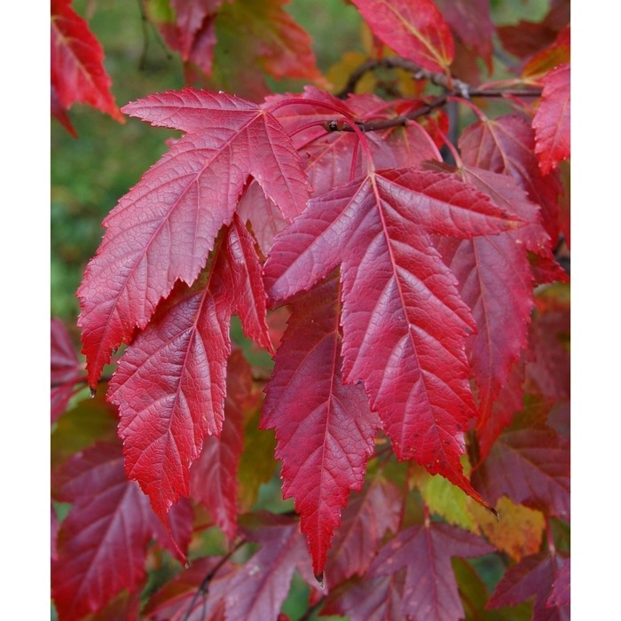 Клен Гиннала , С3 горшок, Н40-60 высота, 1 шт, Осень 2024 Клен Гиннала , С3 горшок, Н40-60 высота, 1 шт, Осень 2024