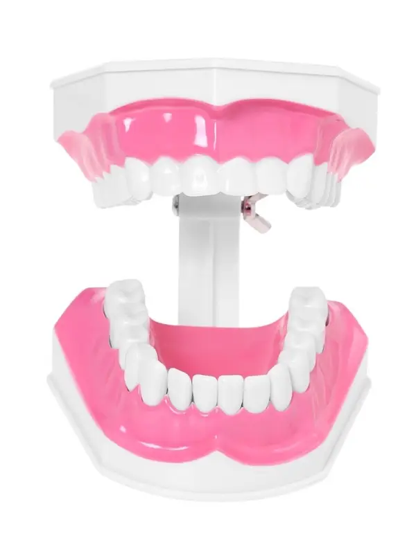 Набор для опытов &laquo;Анатомия&raquo;, челюсть человека