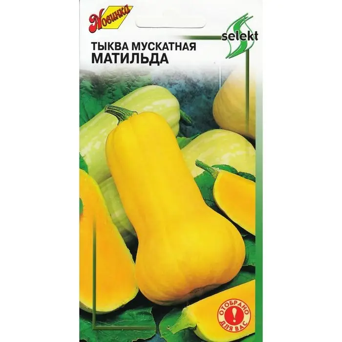 Семена Тыква мускатная  Семена Тыква мускатная "Матильда" select,  10 шт