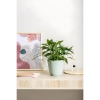 Горшок д/цветов Saffron D267мм,9,1л с поддоном (светло-зеленый),221610417