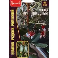Семена цветов Фейхоа Крупноплодный 7 шт.  12.29 г.