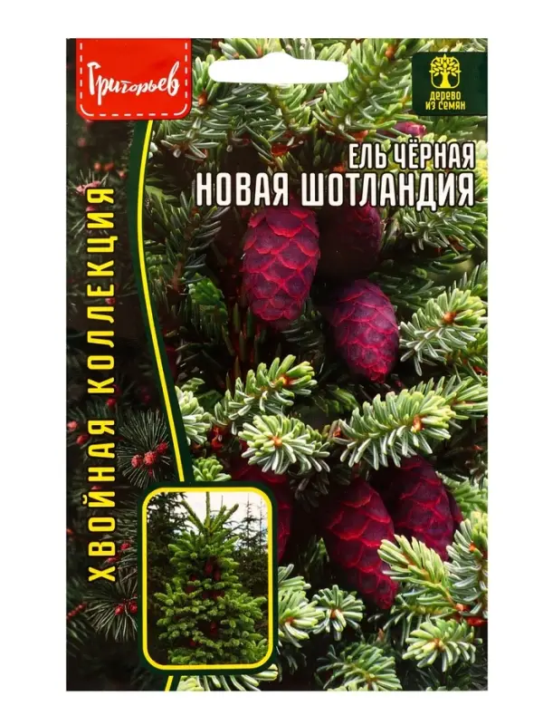 Семена Ель чёрная &laquo;Новая Шотландия&raquo;, 20 шт., &laquo;Григорьев&raquo;