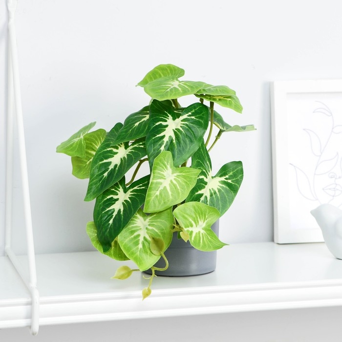 Бонсай в горшке Бонсай в горшке "Сингониум" 7,5х16 см