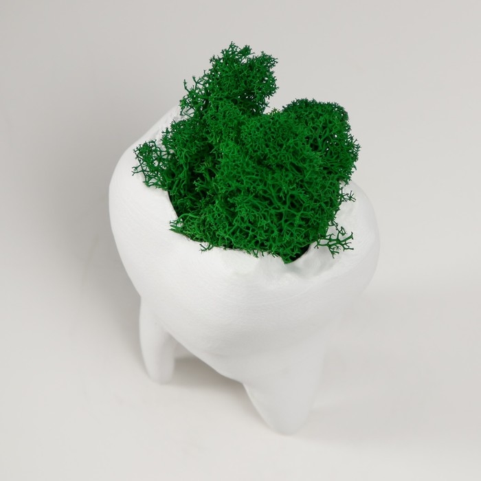 Кашпо бетонное Кашпо бетонное "Зуб" со мхом белый 7,5х6,5х9,5 см (мох зеленый стабилизированный)