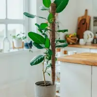 Опора для комнатных цветов, h=100 см, d=2.5 см, пластик, кокосовая оплётка, Greengo
