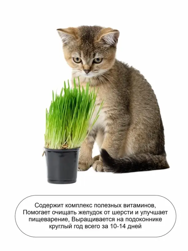 Семена Трава для кошек, 10 г, &laquo;Евро-семена&raquo;