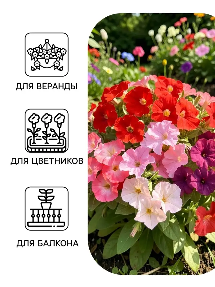 Семена цветов Петуния &laquo;Минифлора горшечная&raquo; F1, смесь сортов, 5 шт., &laquo;АЭЛИТА&raquo;