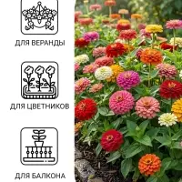 Семена цветов Цинния изящная &laquo;Дюймовочка&raquo;, смесь сортов, 0.3 г