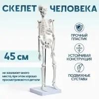 Анатомическая модель &laquo;Макет скелета взрослого человека&raquo;, 45 см