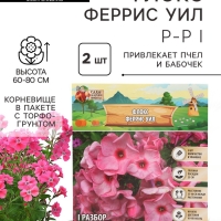 Флокс «Феррис Уил» корневище в пакете с торфогрунтом, р-р I, 2 шт.