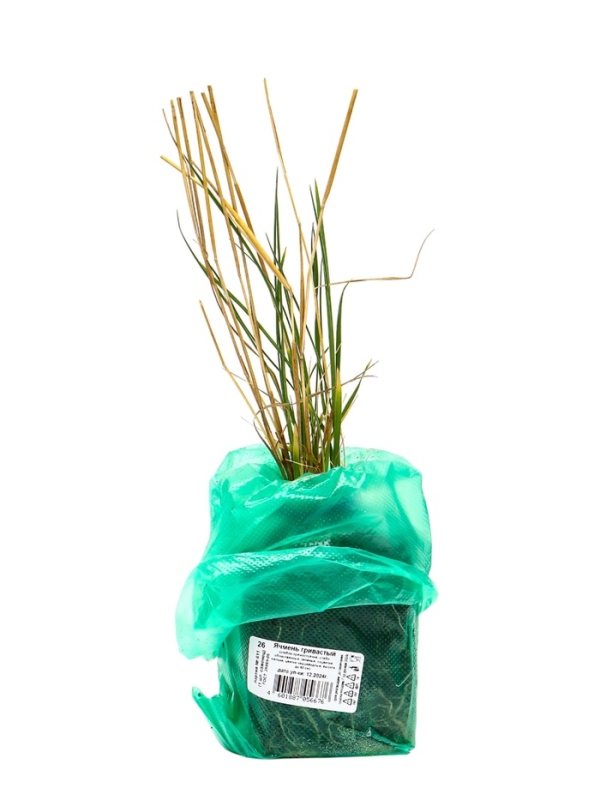 Ячмень гривастый, туба, 1 шт, Весна 2025 Ячмень гривастый, туба, 1 шт, Весна 2025