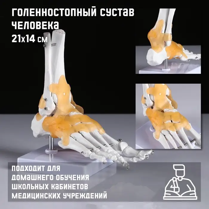 Анатомическая модель &laquo;Макет голеностопного сустава&raquo;, 21&times;20 см