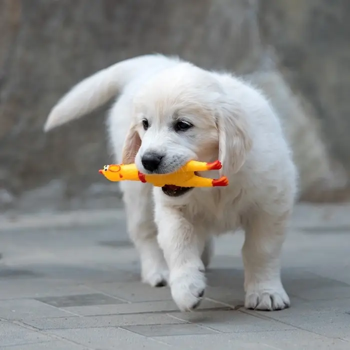 Игрушка для собак малая &laquo;Задумчивая курица&raquo;, 16.5 см, жёлтая