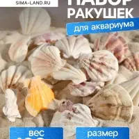 Набор ракушек, 4 - 5 см, 100 г