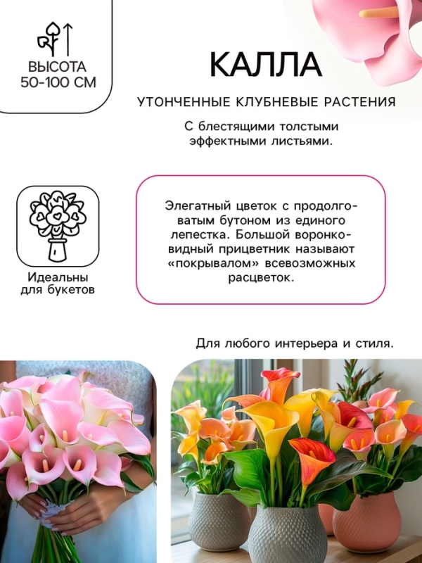 Калла «Смесь», клубнелуковица в пакете с перфорацией, р-р 10/12, 5 шт. Калла «Смесь», клубнелуковица в пакете с перфорацией, р-р 10/12, 5 шт.