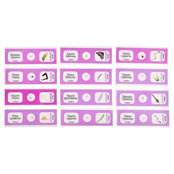Набор для опытов &laquo;Набор микропрепаратов&raquo;, насекомые