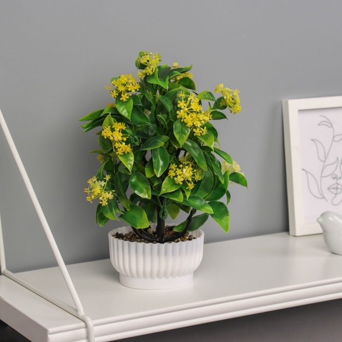 Бонсай в горшке Бонсай в горшке "Хойя премиум" 23х10 см, микс