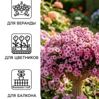 Семена цветов Петуния &laquo;Минибелло&raquo; F1, сиреневая звезда, многоцветковая, 5 шт., Farao, &laquo;АЭЛИТА&raquo;