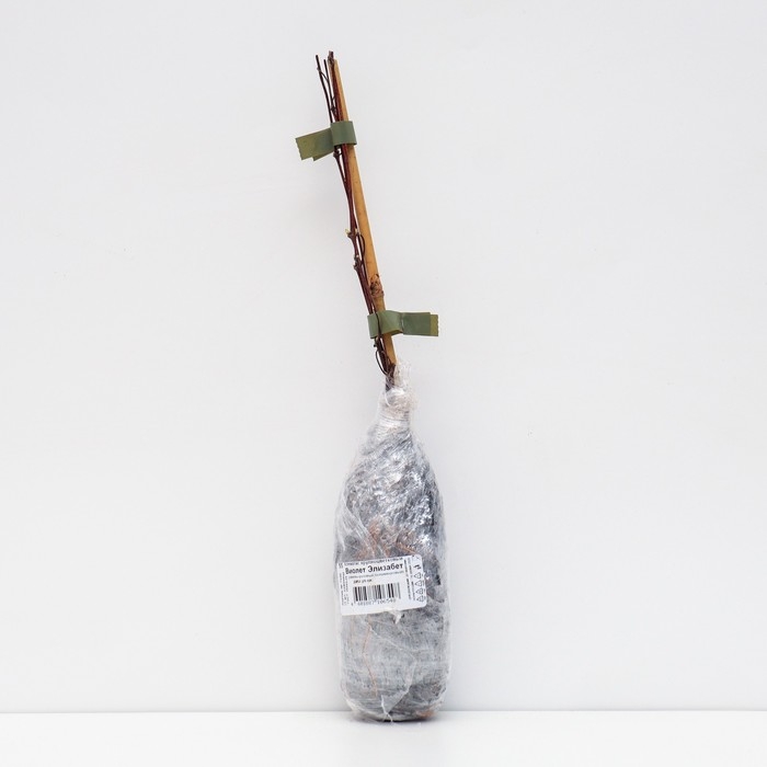 Клематис крупноцветковый Клематис крупноцветковый "Виолет Элизабет ", 1 шт, туба, Весна 2025