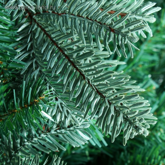 Ёлка Ёлка "Эксклюзив голубая" 270 см d нижнего яруса 170 см 2433 ветки