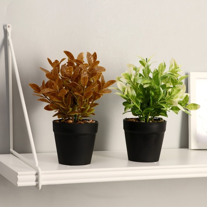 Бонсай "Руэллия" 9*20 см    микс