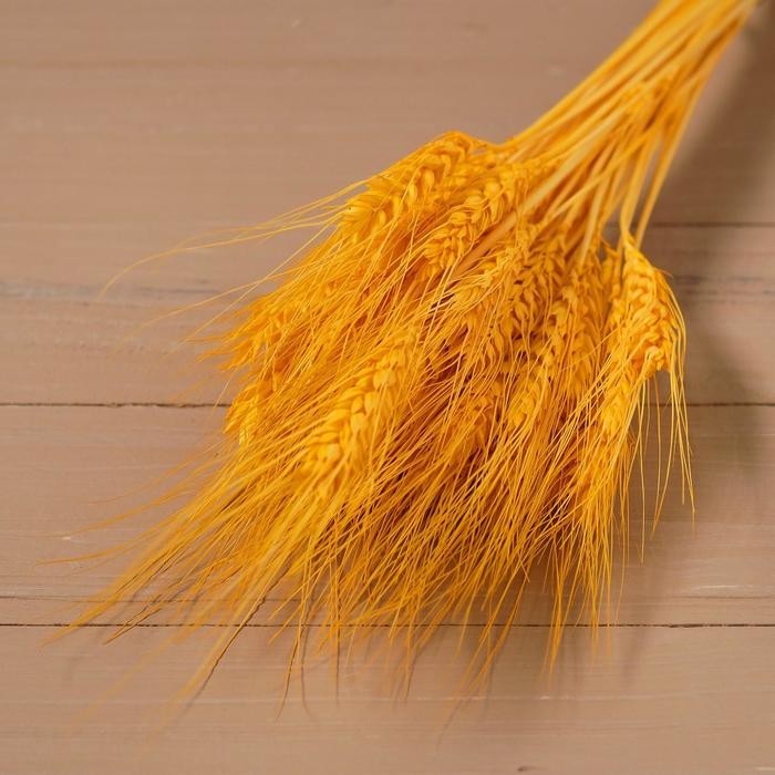 Сухой колос пшеницы, набор 50 шт., цвет жёлтый Сухой колос пшеницы, набор 50 шт., цвет жёлтый