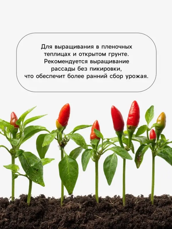 Семена Перец, &laquo;Беладонна&raquo;, F1, 5 шт., Seminis, &laquo;Агрос&raquo;