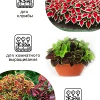 Семена цветов Колеус &laquo;Радуга - Фестиваль танца&raquo;, F1, 10 шт., &laquo;Престиж семена&raquo;