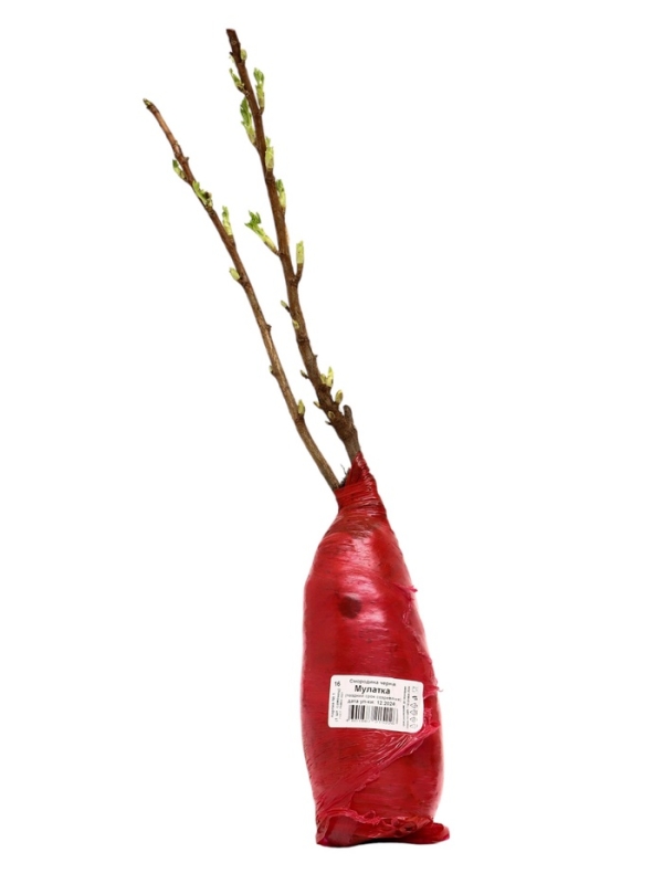 Смородина черная «Мулатка », перспективные сорта, саженец, плодовый, 1 шт., туба Смородина черная «Мулатка », перспективные сорта, саженец, плодовый, 1 шт., туба