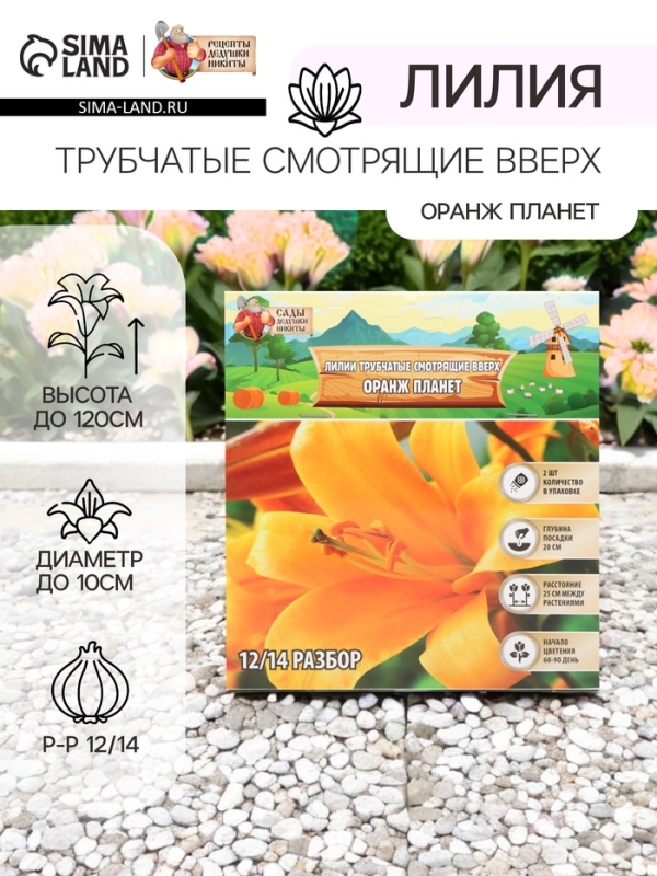 Лилии Трубчатые смотрящие вверх Orange Planet, луковица в пакете с перфорацией, р-р 12/14, 2 шт.