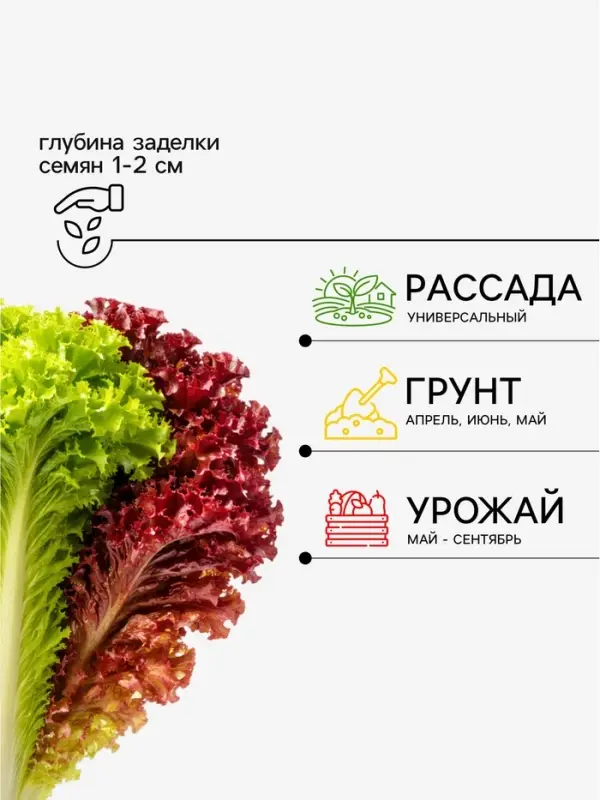 Семена Салат листовой &laquo;Весёлая грядка&raquo;, смесь, 0.5 г, &laquo;Аэлита&raquo;