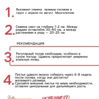 Семена Щавель "Широколистный", 1 г