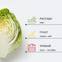 Семена Капуста белокочанная &laquo;Подарок&raquo;, 0.5 г, &laquo;Сембат&raquo;