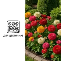 Семена цветов Цинния &laquo;Калифорнийские гиганты&raquo; смесь, 0.3 г
