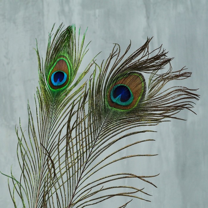 Перо павлина для декора 1 шт., размер &mdash; от 90 до 100 см