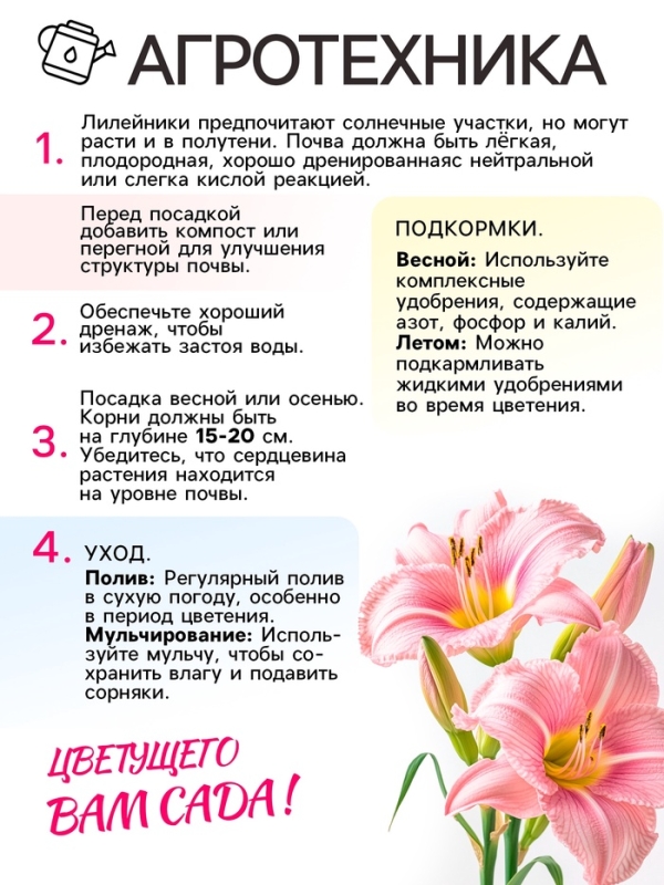 Лилейник Pink Vision, многолетник, корневище в пакете с торфогрунтом, р-р I, 1 шт.